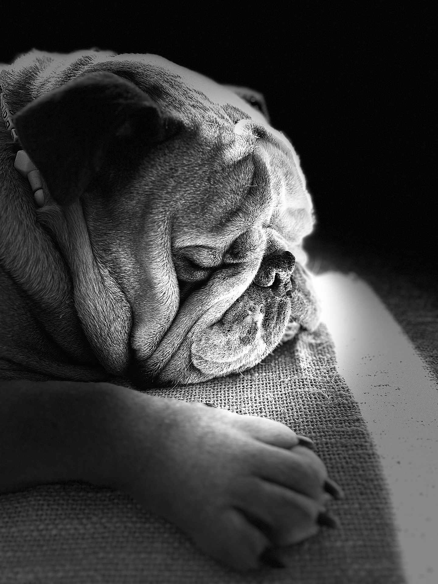 Edgar a rejoint le concours — aidez-le/la à gagner de superbes lots ! dog, bulldog, sleeping, paw, close_up, black_and_white, pet, animal, portrait, texture, soft_light, relaxation, calm, indoors, fur, wrinkles, muzzle, nail, rest, companion
