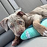 puppy, dog, blue_eyes, plush_toy, car_seat, cute, pet, animal, laying_down, close_up, soft_focus, brown_fur, indoor, seatbelt, resting, young_dog, adorable, snout, paw, nose