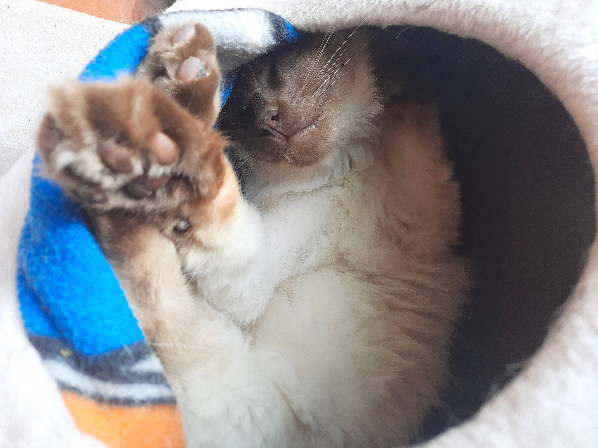 Speed a rejoint le concours — aidez-le/la à gagner de superbes lots ! carnivore, cat, cat_bed, cat_supply, claw, comfort, domestic_short_haired_cat, electric_blue, fawn, felidae, fur, mammal, nap, paw, pet_supply, small_to_medium_sized_cats, snout, tail, vertebrate, whiskers