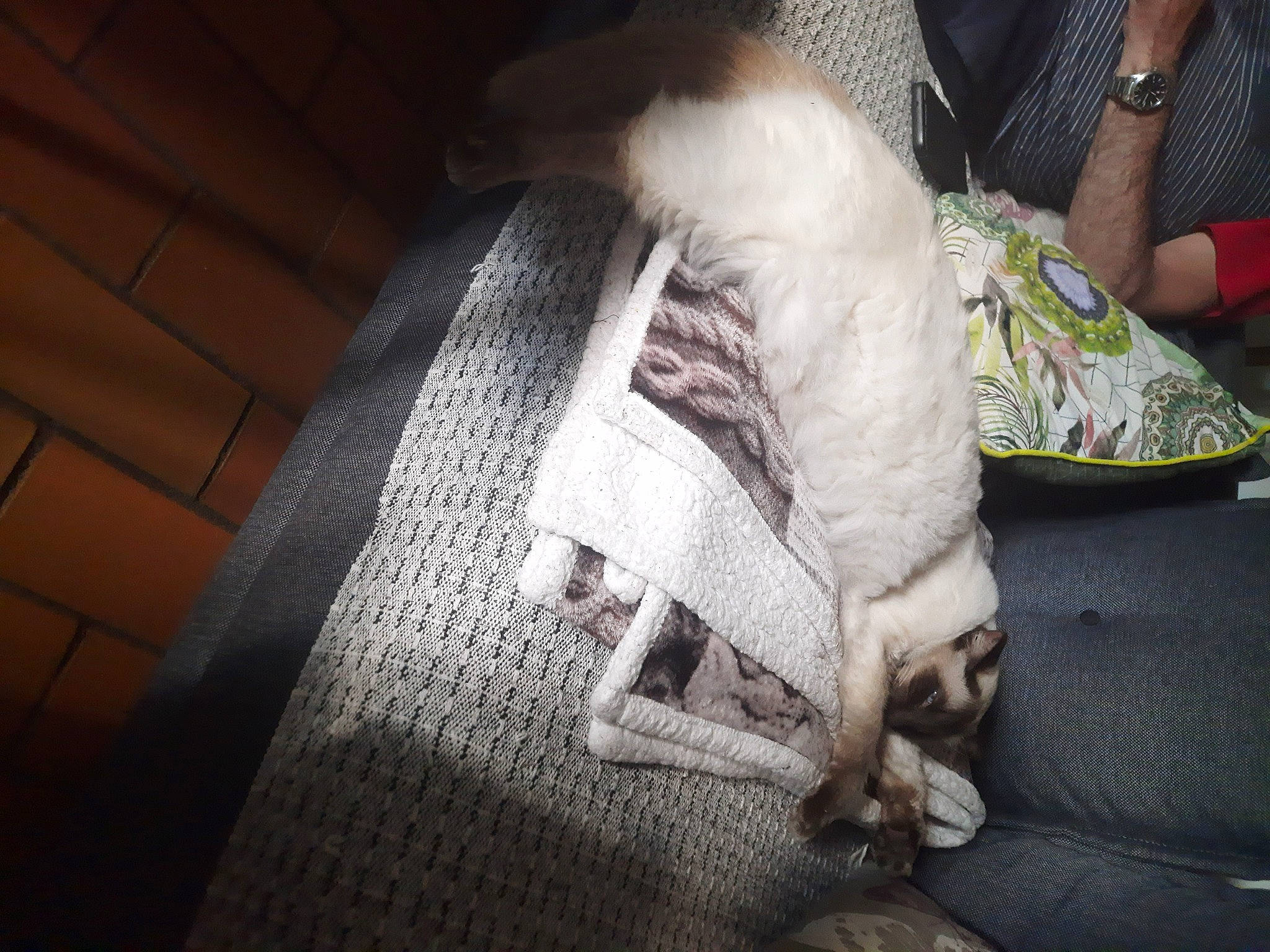 Speed a rejoint le concours — aidez-le/la à gagner de superbes lots ! bag, carmine, comfort, couch, darkness, felidae, flooring, foot, fur, grey, human_leg, knee, linens, luggage_and_bags, small_to_medium_sized_cats, textile, thigh, tints_and_shades, whiskers, wood