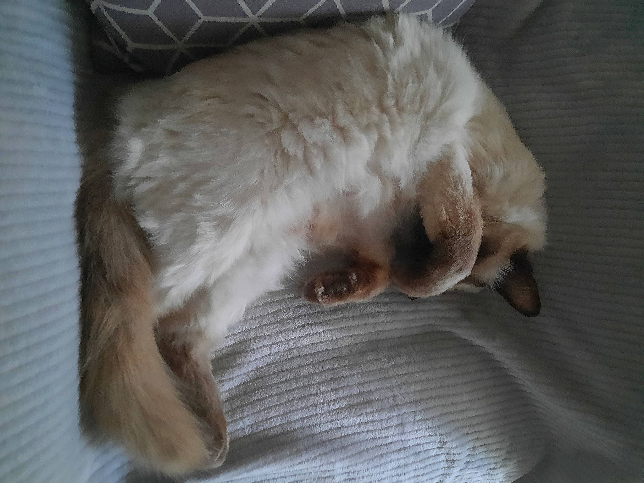 Speed participe au concours pour gagner de l'argent avec cette photo : carnivore, cat, claw, comfort, companion_dog, dog_breed, domestic_short_haired_cat, ear, fang, fawn, felidae, fur, paw, small_to_medium_sized_cats, sporting_group, tail, whiskers