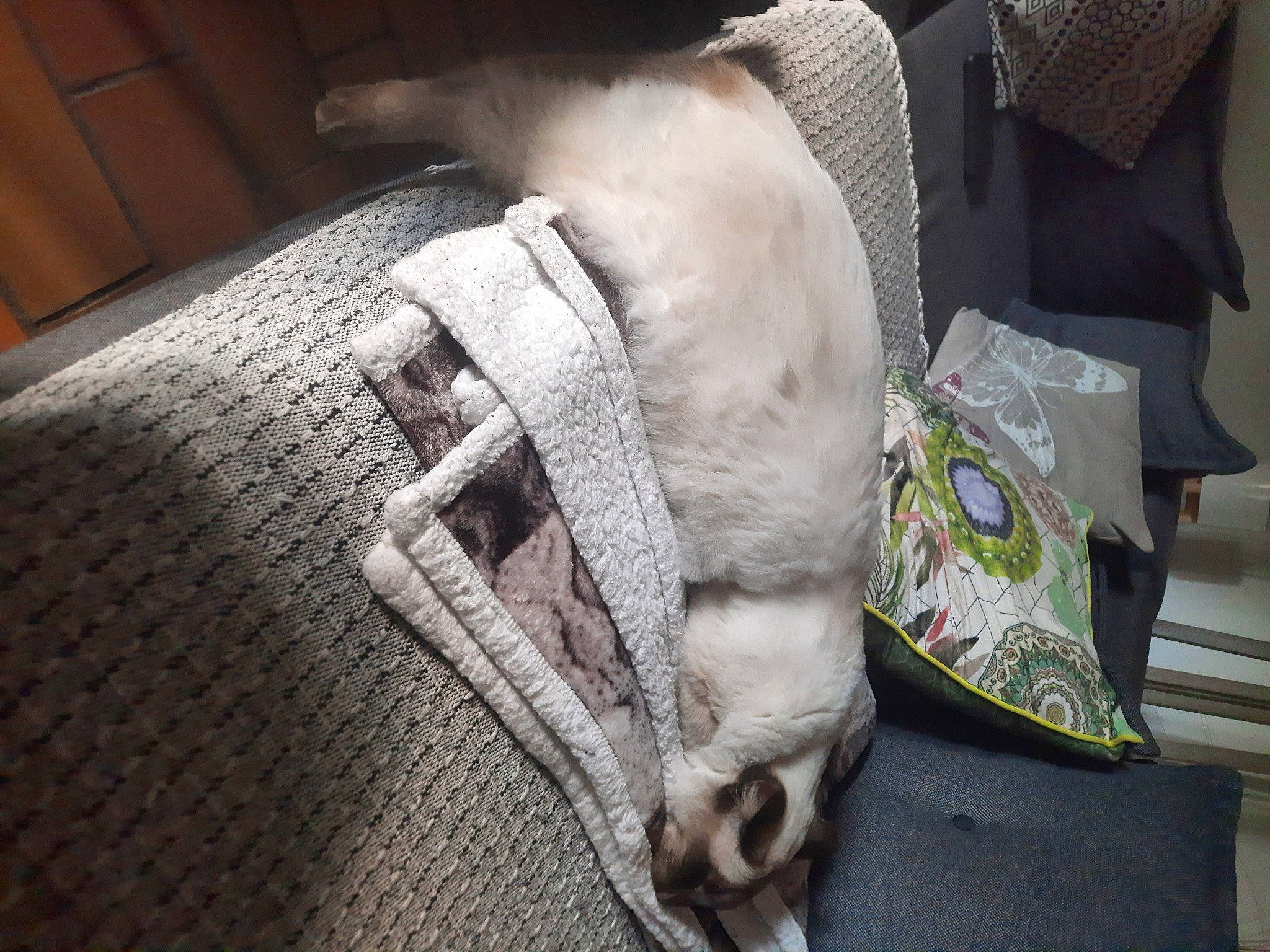 Speed a rejoint le concours — aidez-le/la à gagner de superbes lots ! athletic_shoe, bag, carmine, comfort, denim, fashion_accessory, flooring, fur, grey, human_leg, leather, linens, luggage_and_bags, pattern, room, textile, wood, wool, working_animal, woven_fabric