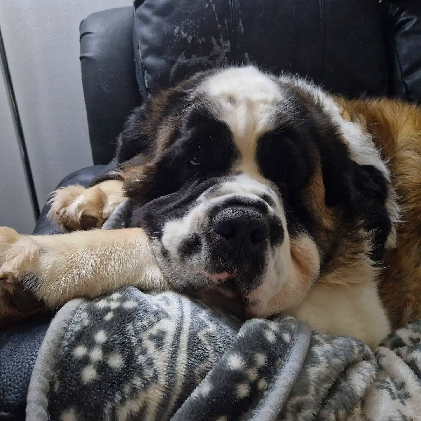 Milo joined the competition — help win amazing prizes! bored, canidae, carnivore, cloud, comfort, companion_dog, dog, dog_breed, fur, giant_dog_breed, house, mammal, metal, paw, sky, snout, sporting_group, vertebrate, whiskers, working_animal