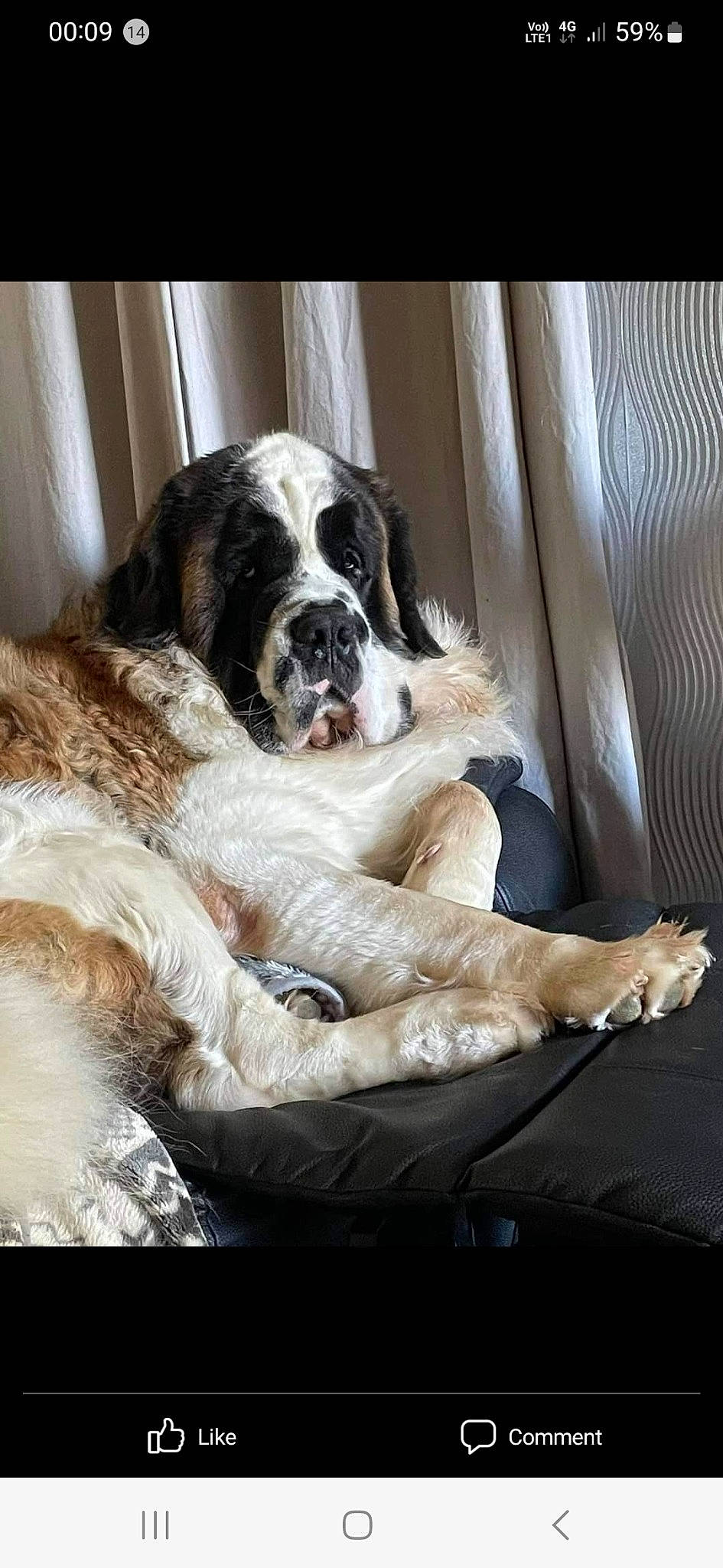 Milo is registered to the contest to win money with this photo: bored, canidae, carnivore, comfort, companion_dog, dog, dog_breed, door, fur, giant_dog_breed, guard_dog, gun_dog, snout, spaniel, sporting_group, st_bernard, terrestrial_animal, working_animal, working_dog
