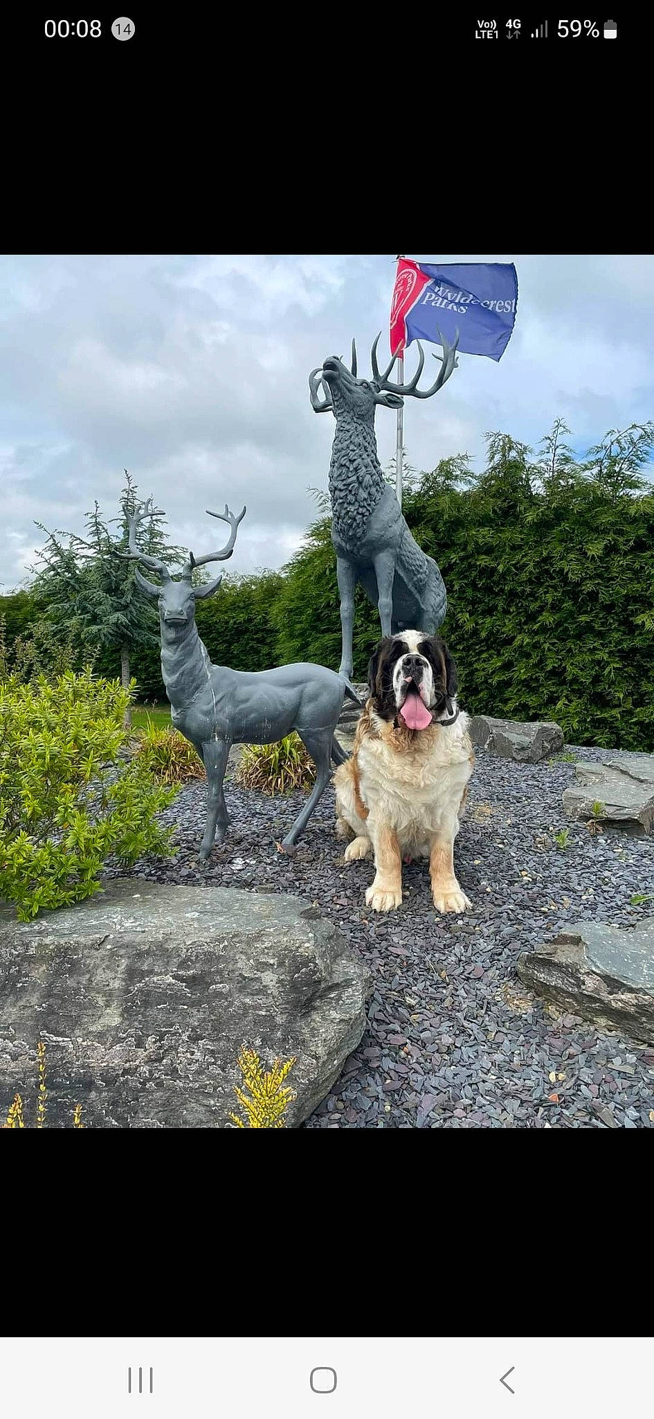 Milo is registered to the contest to win money with this photo: art, carnivore, cloud, companion_dog, dog, dog_breed, fawn, grass, landscape, leisure, plant, rock, sculpture, sky, soil, statue, tree, wildlife, wood, working_animal