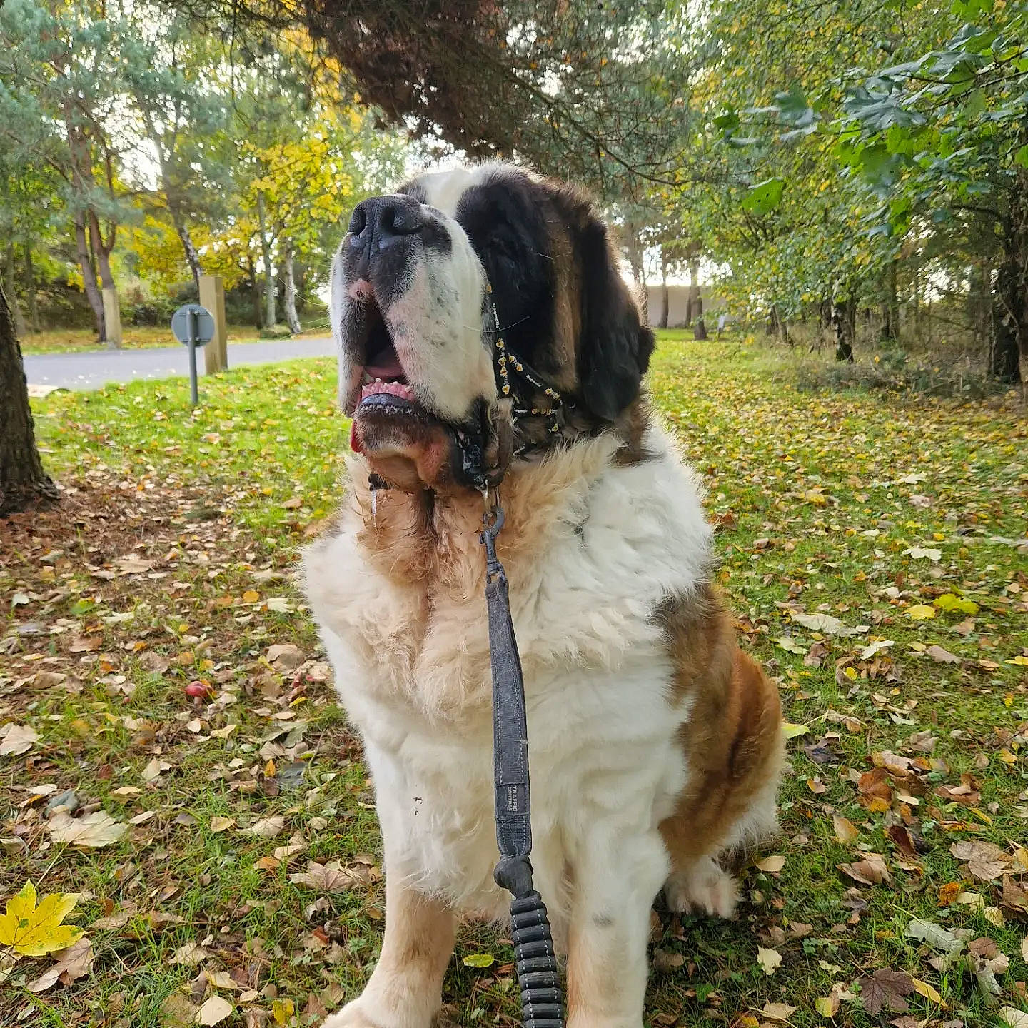 Milo joined the competition — help win amazing prizes! ancient_dog_breeds, canidae, carnivore, companion_dog, dog, dog_breed, fawn, fur, giant_dog_breed, grass, moscow_watchdog, plant, pyrenean_mastiff, sporting_group, st_bernard, tail, tree, working_animal, working_dog