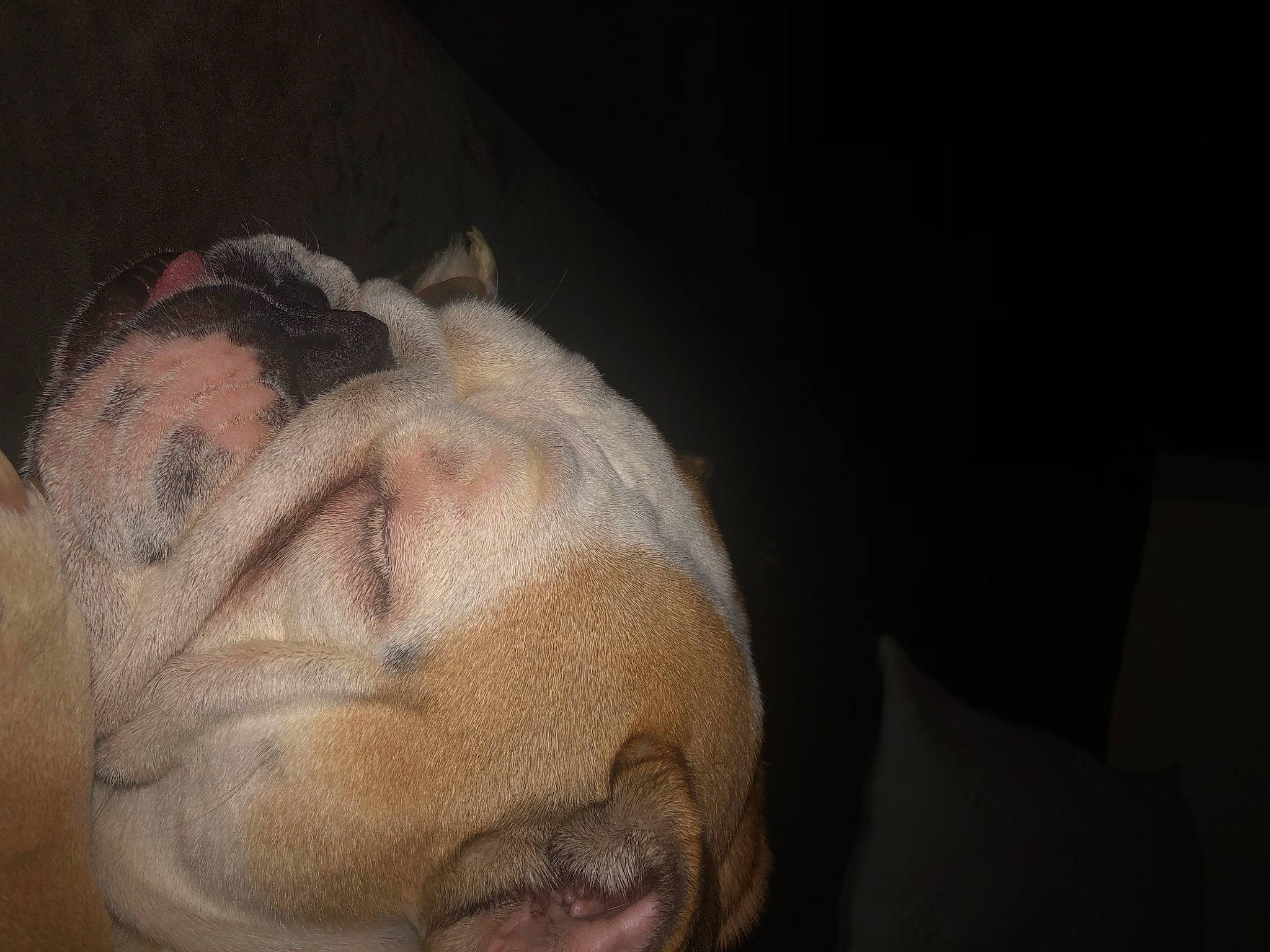 Buttercup is registered to the contest to win money with this photo: art, barechested, beard, carving, chest, darkness, event, facial_hair, flesh, fur, jaw, moustache, painting, portrait, sculpture, self_portrait, visual_arts, wrinkle