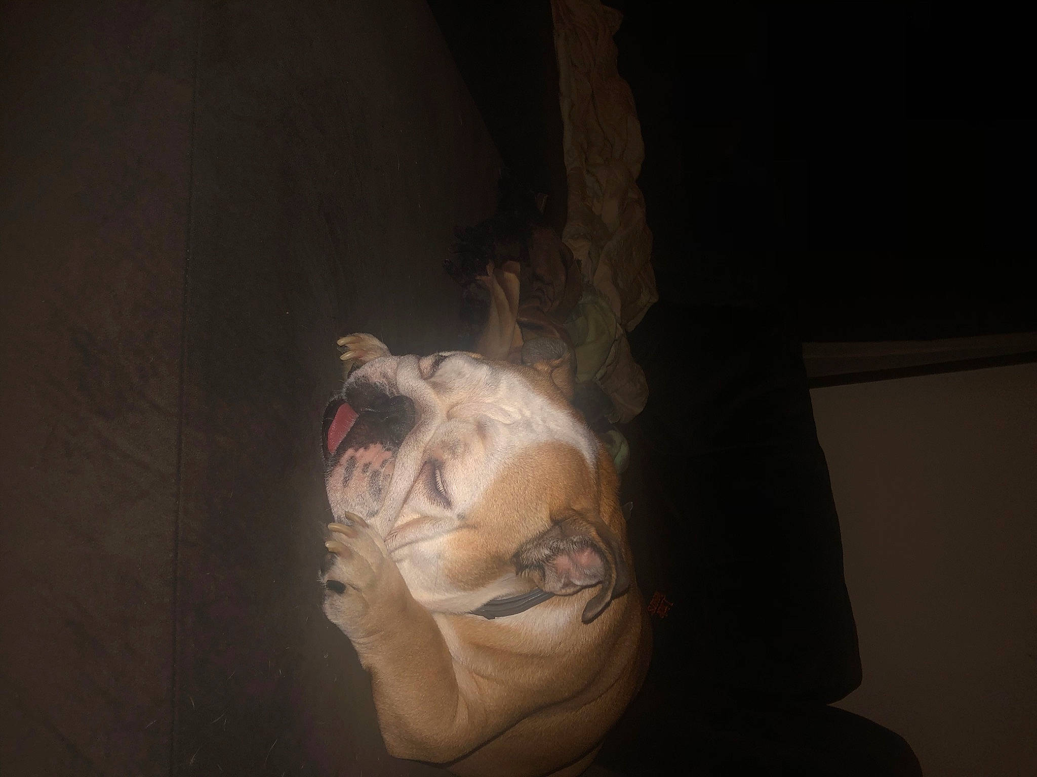 Buttercup is registered to the contest to win money with this photo: art, artifact, bone, carving, darkness, eye, fiction, flesh, mask, personal_protective_equipment, room, sculpture, snout, still_life_photography, tints_and_shades, visual_arts, whiskers, window, wood, wrinkle