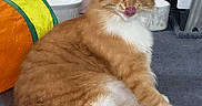 Tater Tot is registered to the contest to win money with this photo: background, carpet, cat, container, cute, domestic_animal, feline, fluffy, fur, household_items, indoor, licking_lips, orange_cat, pet, playful, relaxed, sitting, toy, whiskers, white_fur