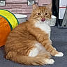 background, carpet, cat, container, cute, domestic_animal, feline, fluffy, fur, household_items, indoor, licking_lips, orange_cat, pet, playful, relaxed, sitting, toy, whiskers, white_fur
