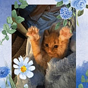 Tater Tot joined the competition — help win amazing prizes! animal, blanket, blue_flowers, cat, cozy, cute, decorative_frame, fluffy, furry, indoor, kitten, orange_cat, paw, pet, portrait, resting, small, soft_texture, stretching, young