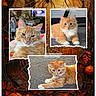 Tater Tot is registered to the contest to win money with this photo: animal, autumn, background, carpet, cat, collage, cute, decor, fall_leaves, feline, indoor, orange_cat, pet, photo_frame, portrait, pumpkin, resting, spider_web, tape, white_fur