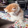Twinkie Twinkles joined the competition — help win amazing prizes! animal, blanket, cat, cozy, cute, domestic, floral_pattern, fluffy, furniture, grooming, home, indoors, kitten, orange_cat, paw, pet, resting, soft, white_cat, young_cat