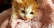 Twinkie Twinkles is registered to the contest to win money with this photo: baby_animal, cat, comfort, cozy, cute, domestic_animal, fluffy_blanket, fur, hand, indoor, kitten, orange_cat, pet, pink_blanket, resting, small, snuggled, warm, white_cat, young