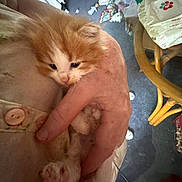 Twinkie Twinkles joined the competition — help win amazing prizes! button, carpet, cat, chair, close_up, clothing, domestic, fingers, furniture, hand, indoor, kitten, orange_cat, paw, person, pet, sleepy, table, toy, white_cat