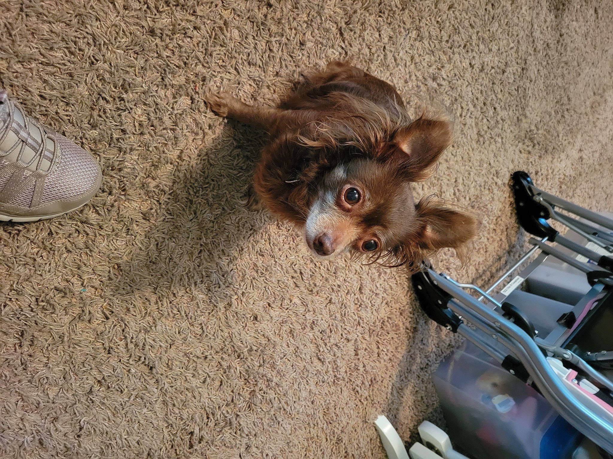 Teacup is registered to the contest to win money with this photo: carnivore, companion_dog, dog, dog_breed, dog_supply, foot, fur, liver, soil, toy_dog, whiskers, working_animal