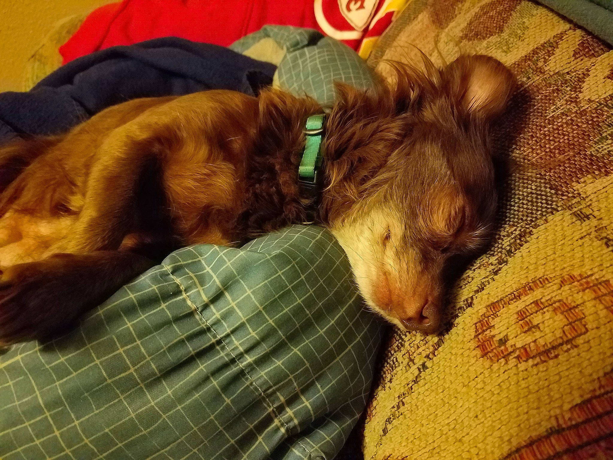 Teacup joined the competition — help win amazing prizes! canidae, carnivore, collar, comfort, companion_dog, dog, dog_breed, dog_supply, fawn, fur, linens, liver, nap, pattern, pet_supply, plaid, snout, sporting_group, tartan, working_animal