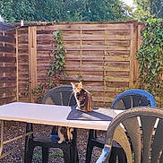 Biscuit a rejoint le concours — aidez-le/la à gagner de superbes lots ! cat, kitten, outdoor, garden, wooden_fence, plastic_chair, table, mat, greenery, trees, sunlight, shadow, pebble_ground, playful, curious, pets, nature, morning, wet_surface, relaxing