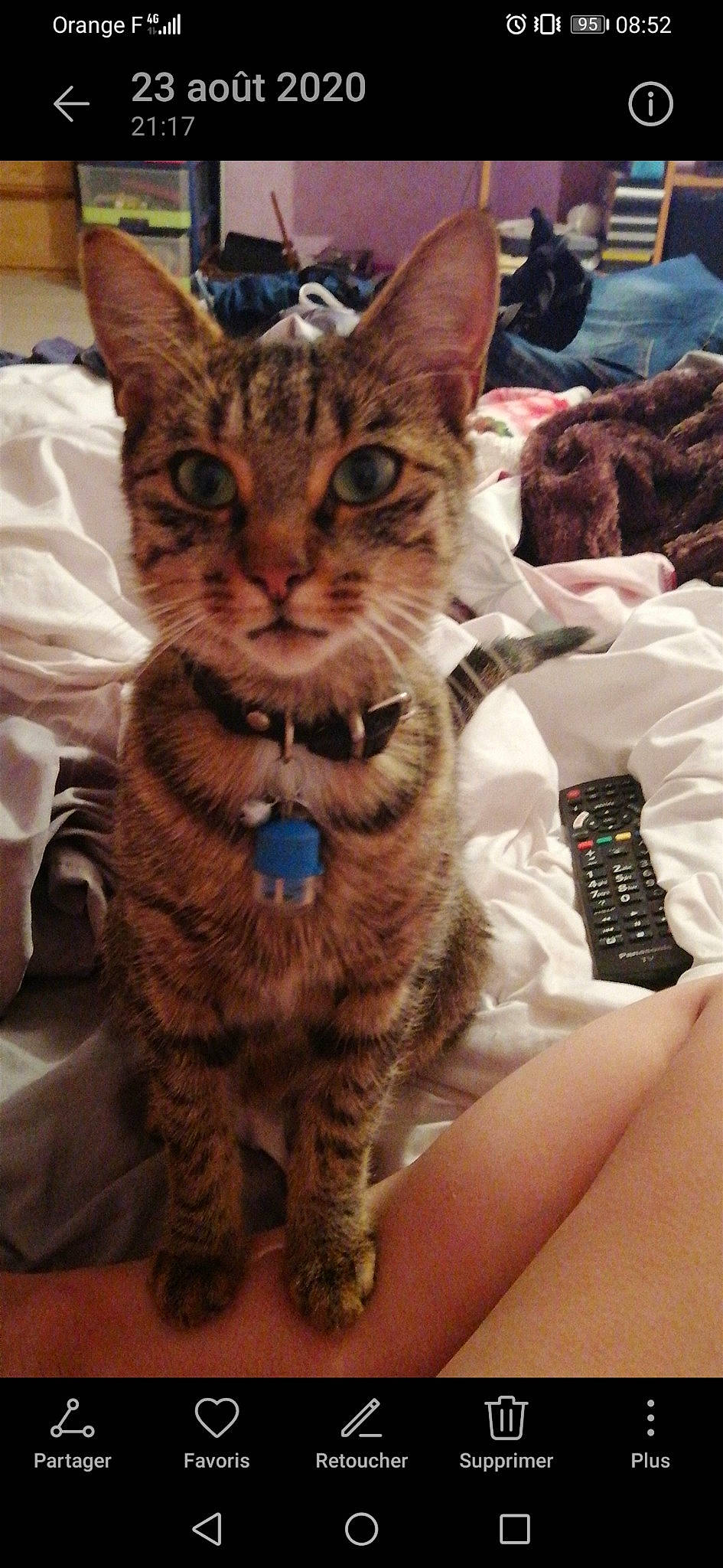 Ora participe au concours pour gagner de l'argent avec cette photo : american_shorthair, asian, california_spangled, carnivore, cat, claw, domestic_short_haired_cat, dragon_li, european_shorthair, felidae, fur, german_rex, kitten, mammal, pixie_bob, small_to_medium_sized_cats, tabby_cat, toyger, vertebrate, whiskers