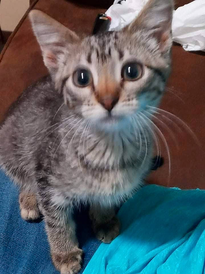 Baymax joined the competition — help win amazing prizes! carnivore, cat, claw, domestic_short_haired_cat, electric_blue, event, felidae, fur, paw, photo_caption, small_to_medium_sized_cats, snout, tail, whiskers