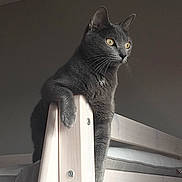 Scampia a rejoint le concours — aidez-le/la à gagner de superbes lots ! cat, gray_cat, bunk_bed, wooden_bed, indoor, pet, feline, animal, fur, whiskers, ears, golden_eyes, looking_away, resting, paw, light_and_shadow, quiet, contemplative, home, furniture