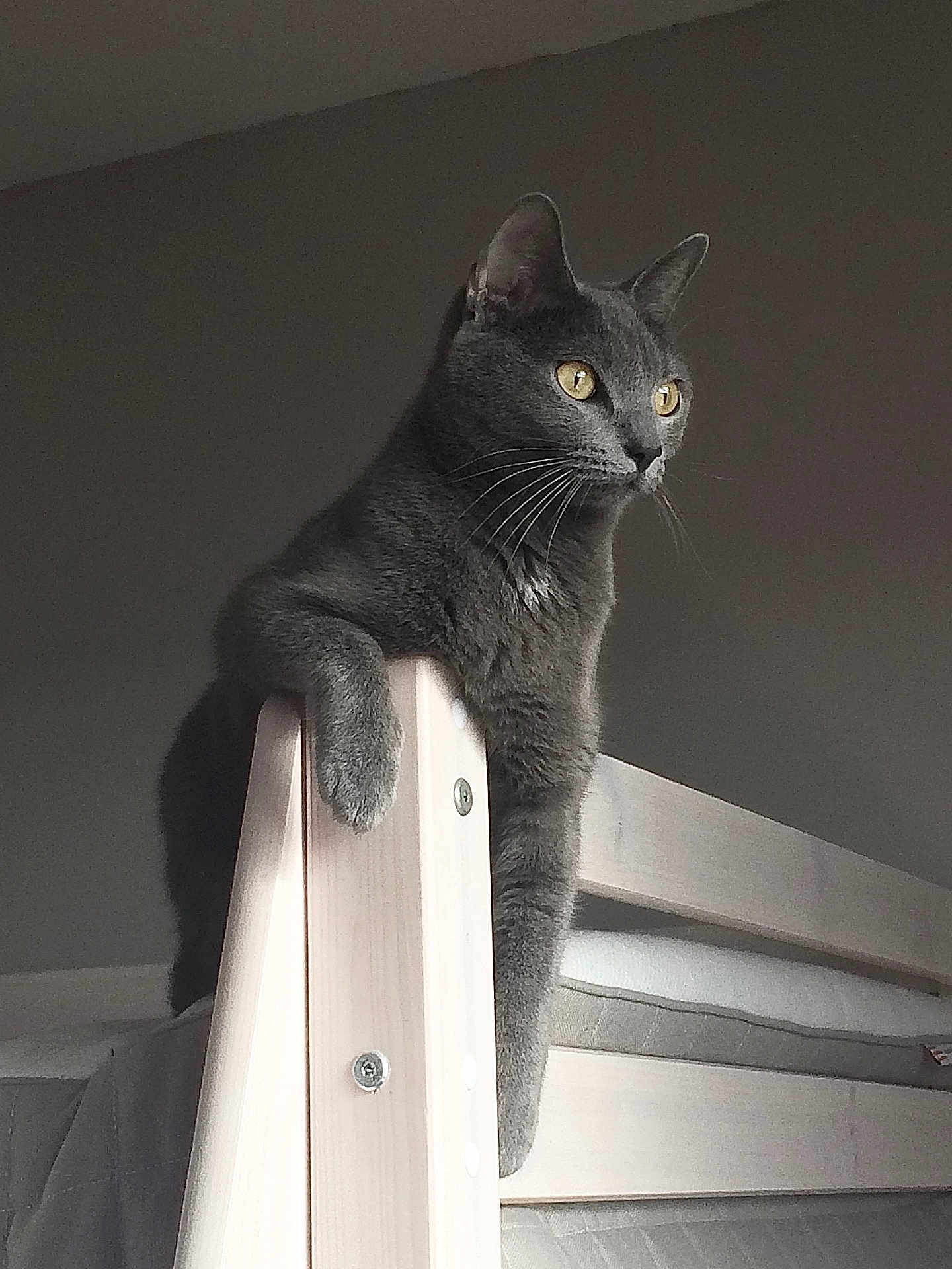Scampia a rejoint le concours — aidez-le/la à gagner de superbes lots ! cat, gray_cat, bunk_bed, wooden_bed, indoor, pet, feline, animal, fur, whiskers, ears, golden_eyes, looking_away, resting, paw, light_and_shadow, quiet, contemplative, home, furniture