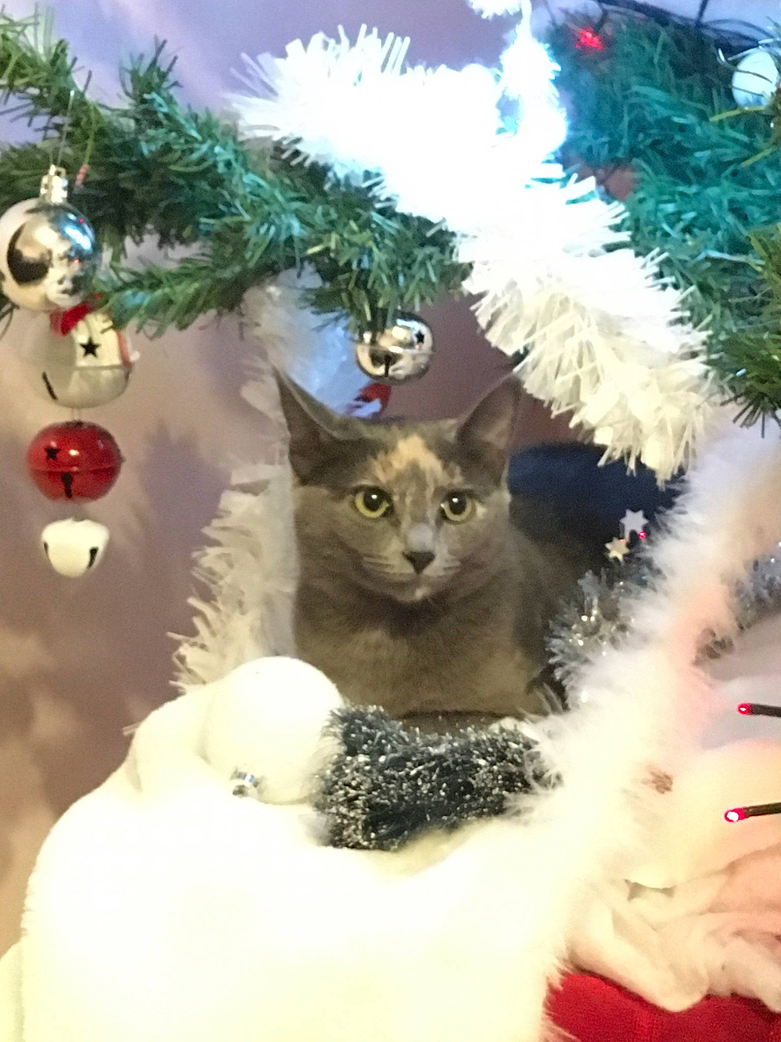 Halloween participe au concours pour gagner de l'argent avec cette photo : carnivore, cat, christmas, christmas_decoration, christmas_eve, christmas_ornament, christmas_tree, conifer, fawn, felidae, fir, fur, interior_design, kitten, ornament, pine_family, plant, small_to_medium_sized_cats, tree, whiskers