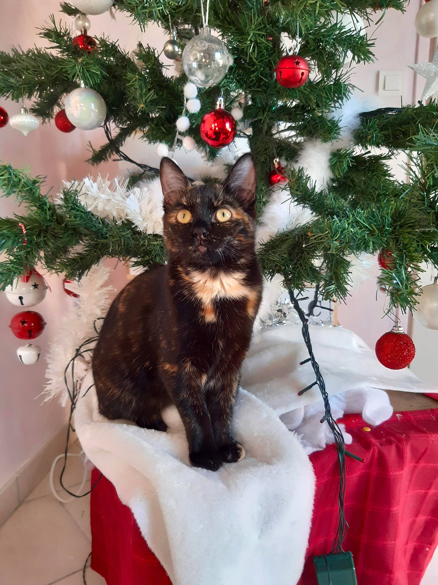 Halloween participe au concours pour gagner de l'argent avec cette photo : american_wirehair, branch, carnivore, cat, christmas, christmas_decoration, christmas_eve, christmas_ornament, christmas_tree, domestic_short_haired_cat, felidae, fir, holiday_ornament, interior_design, kitten, pine_family, plant, small_to_medium_sized_cats, tree, whiskers
