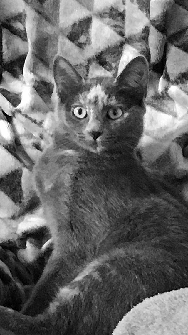 Kitty a rejoint le concours — aidez-le/la à gagner de superbes lots ! asian, black_and_white, carnivore, cat, domestic_short_haired_cat, european_shorthair, felidae, german_rex, kitten, mammal, monochrome, small_to_medium_sized_cats, tabby_cat, whiskers