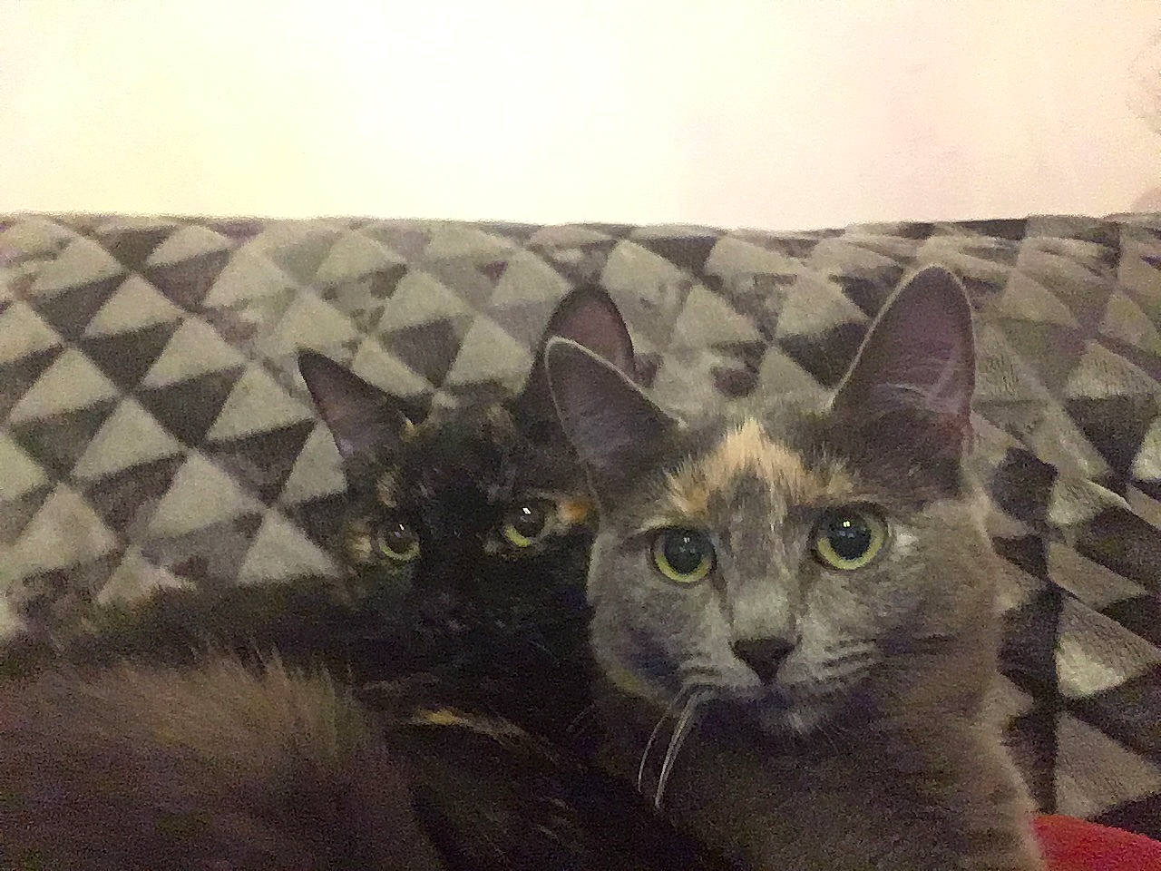 Kitty participe au concours pour gagner de l'argent avec cette photo : burmese, carnivore, cat, domestic_short_haired_cat, felidae, kitten, mammal, small_to_medium_sized_cats, snout, vertebrate, whiskers