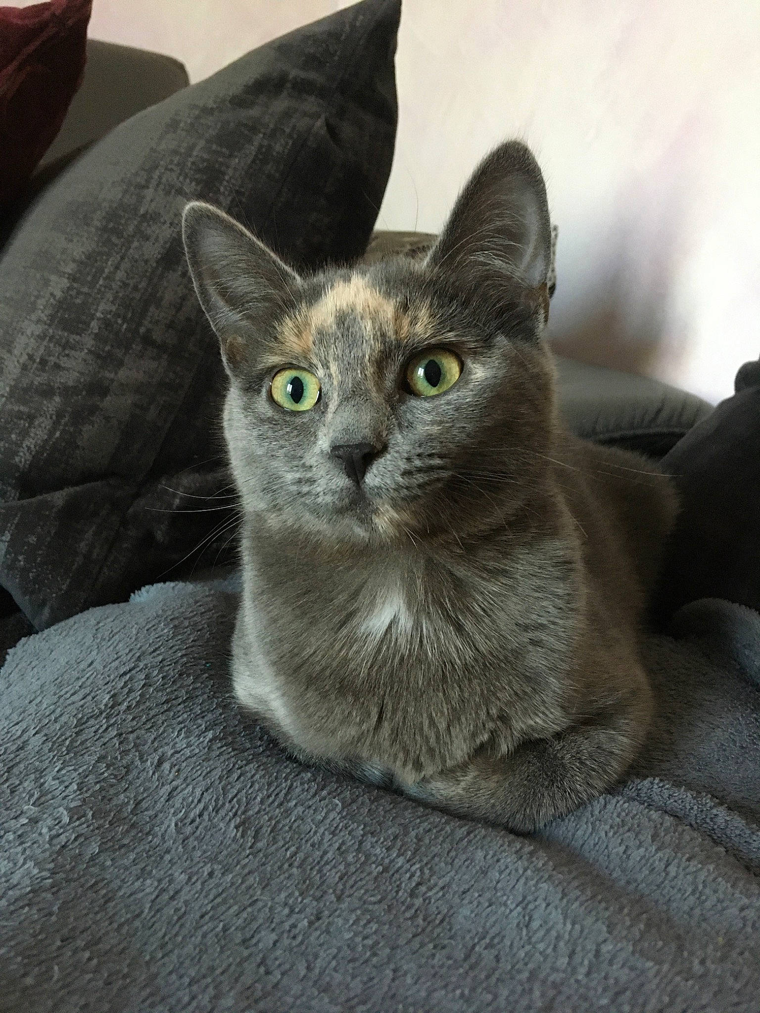 Kitty a rejoint le concours — aidez-le/la à gagner de superbes lots ! asian, australian_mist, british_shorthair, burmese, carnivore, cat, chartreux, domestic_short_haired_cat, european_shorthair, fawn, felidae, german_rex, kitten, korat, mammal, nebelung, russian_blue, small_to_medium_sized_cats, vertebrate, whiskers