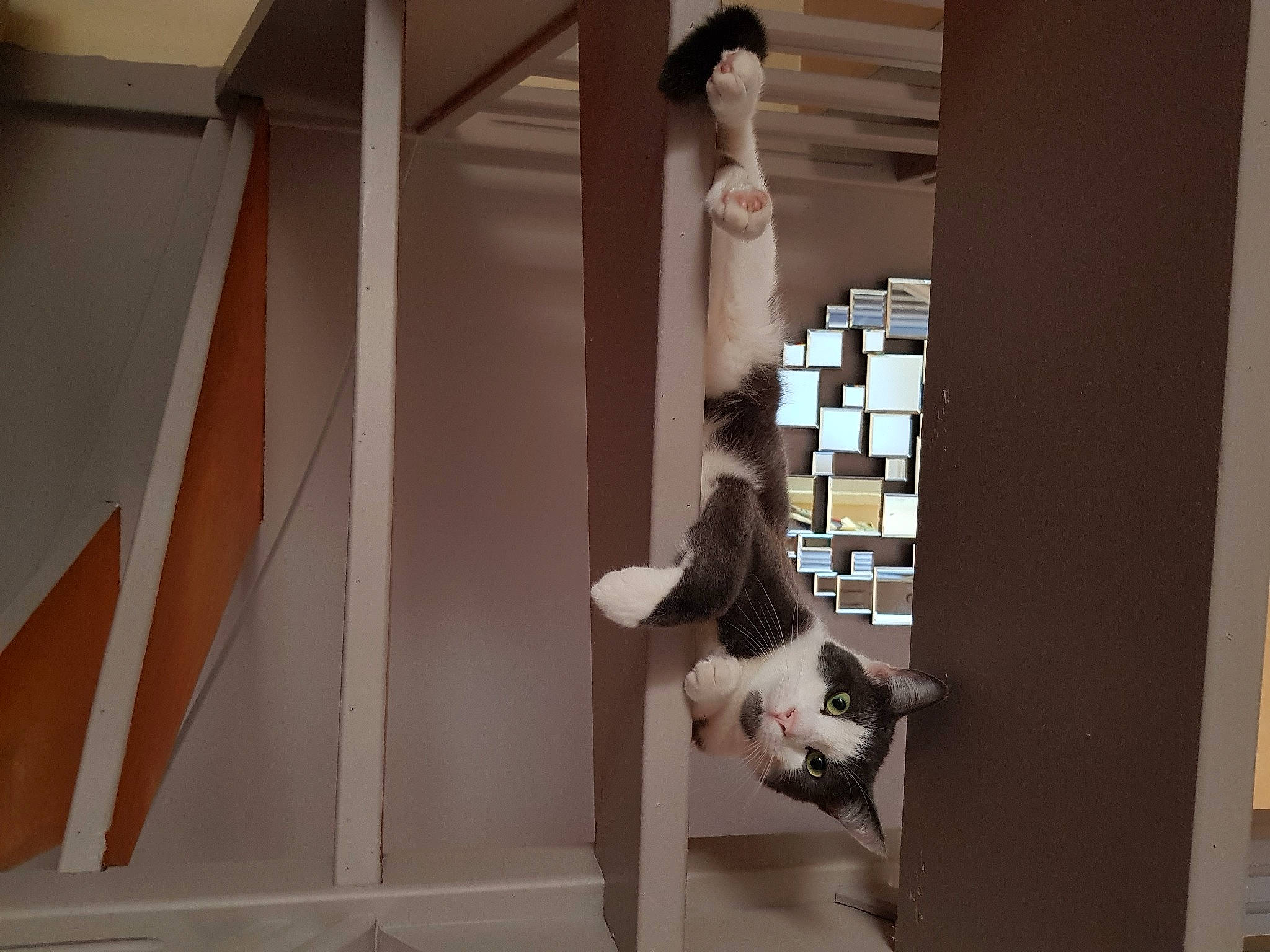 Shelby participe au concours pour gagner de l'argent avec cette photo : art, building, ceiling, daylighting, eyewear, floor, flooring, hardwood, house, interior_design, light_fixture, plywood, room, sculpture, shelving, tourist_attraction, visual_arts, wall, window, wood