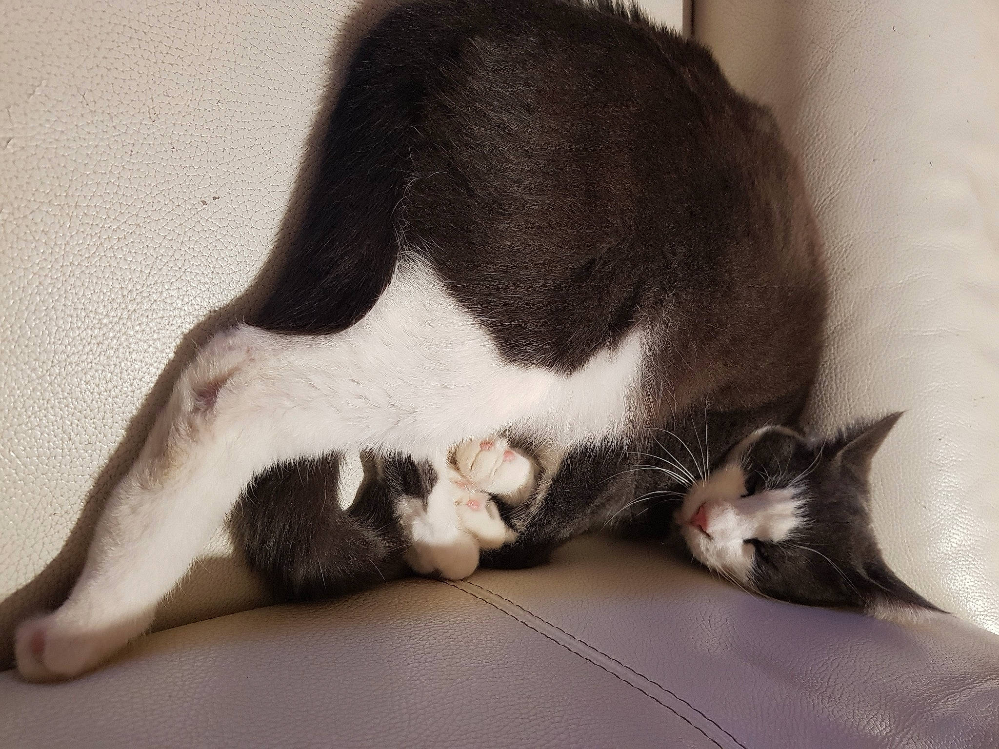 Shelby a rejoint le concours — aidez-le/la à gagner de superbes lots ! canidae, carnivore, cat, claw, comfort, dog_breed, domestic_short_haired_cat, ear, eye, felidae, foot, fur, grey, human_leg, monochrome_photography, nap, paw, small_to_medium_sized_cats, tail, whiskers