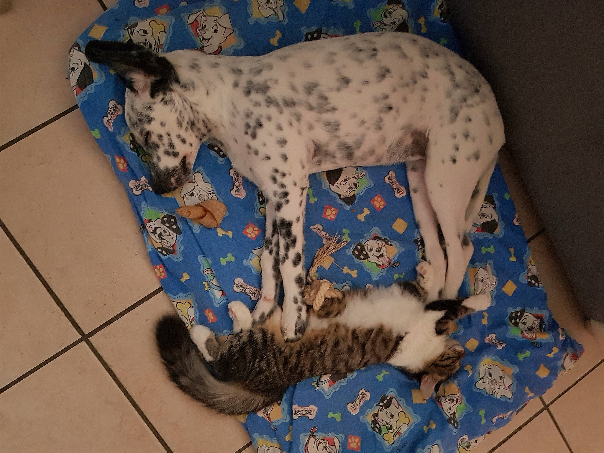 Sooky participe au concours pour gagner de l'argent avec cette photo : canidae, carnivore, collar, companion_dog, dog, dog_breed, dog_supply, fawn, flooring, non_sporting_group, pattern, paw, pet_supply, snout, sporting_group, tail, terrestrial_animal, toy_dog, working_animal