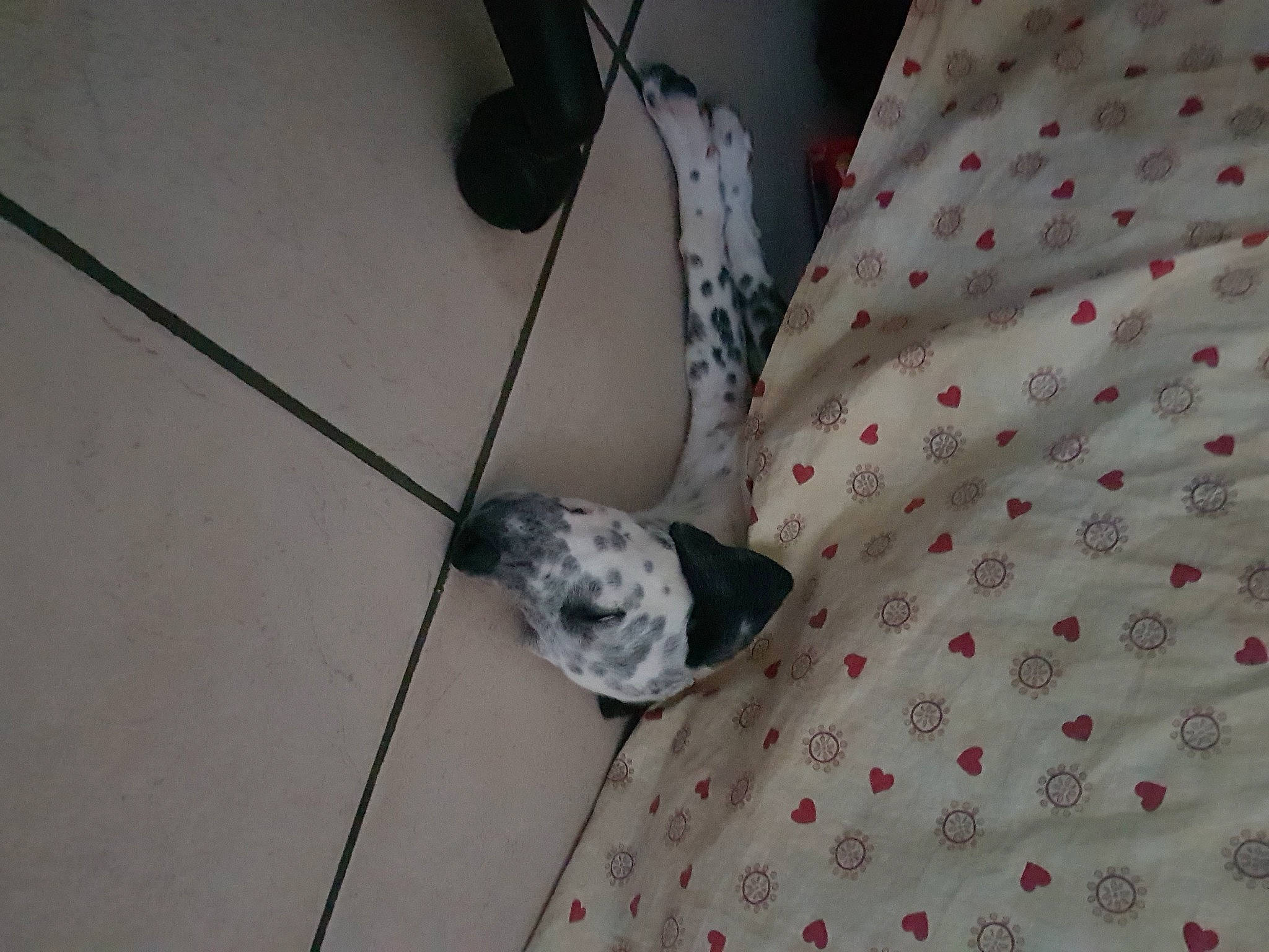 Sooky a rejoint le concours — aidez-le/la à gagner de superbes lots ! comfort, feather, flooring, fur, grey, hardwood, linens, metal, pattern, tail, whiskers, wire, wood