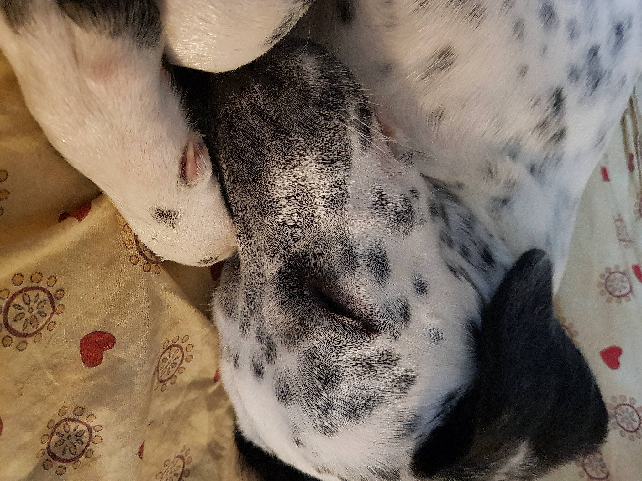 Sooky participe au concours pour gagner de l'argent avec cette photo : canidae, carnivore, comfort, companion_dog, dog, dog_breed, fawn, fur, non_sporting_group, pattern, paw, snout, sporting_group, terrestrial_animal, whiskers, working_animal