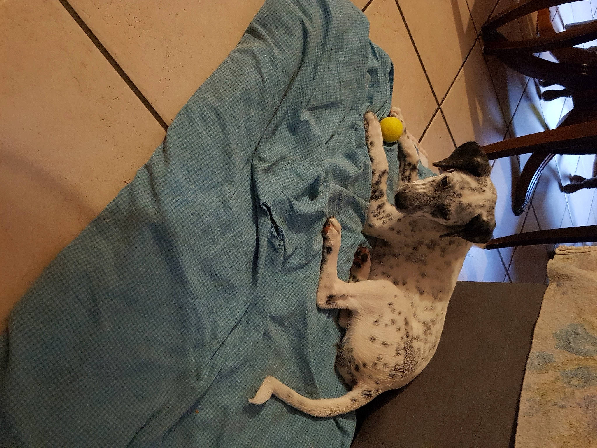 Sooky a rejoint le concours — aidez-le/la à gagner de superbes lots ! art, fawn, flooring, fur, horn, metal, pattern, reptile, room, shadow, t_shirt, table, tail, toy, tree, visual_arts, wood