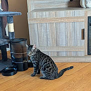 Rhaenyra is registered to the contest to win money with this photo: cat, tabby, pet_feeder, cat_tree, wooden_floor, cabinet, indoor, sock, black, pink, pet_food, furniture, domestic, animal, floor, quiet, resting, patterned_fur, home, cozy