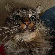Binx is registered to the contest to win money with this photo: cat, tabby, fluffy, whiskers, close_up, wide_eyes, curious, surprised, pet, feline, animal, indoor, cute, funny_expression, face, nose, ears, fur, portrait, domestic_cat