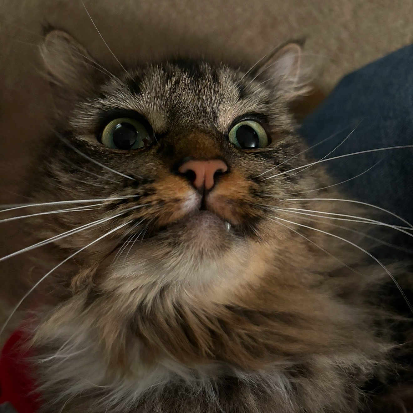 Binx is registered to the contest to win money with this photo: cat, tabby, fluffy, whiskers, close_up, wide_eyes, curious, surprised, pet, feline, animal, indoor, cute, funny_expression, face, nose, ears, fur, portrait, domestic_cat