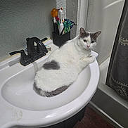Poppy joined the competition — help win amazing prizes! cat, sink, bathroom, toothbrush, faucet, white_cat, gray_cat, pet, domestic_animal, curious, relaxing, indoor, fixture, water_droplets, countertop, toiletries, plumbing, household, feline, resting