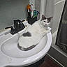cat, sink, bathroom, toothbrush, faucet, white_cat, gray_cat, pet, domestic_animal, curious, relaxing, indoor, fixture, water_droplets, countertop, toiletries, plumbing, household, feline, resting