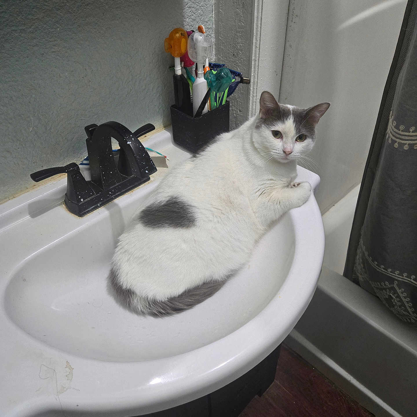 Poppy joined the competition — help win amazing prizes! cat, sink, bathroom, toothbrush, faucet, white_cat, gray_cat, pet, domestic_animal, curious, relaxing, indoor, fixture, water_droplets, countertop, toiletries, plumbing, household, feline, resting