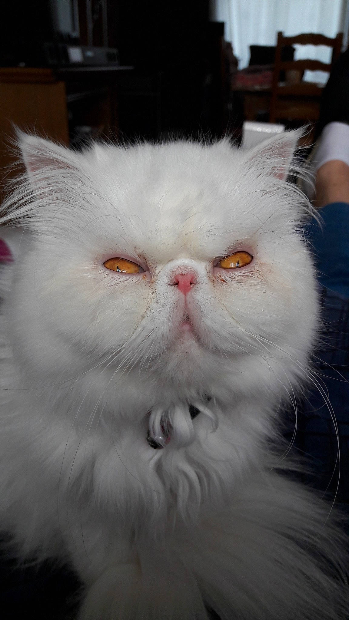 Feline participe au concours pour gagner de l'argent avec cette photo : asian, asian_semi_longhair, british_longhair, british_semi_longhair, carnivore, cat, domestic_long_haired_cat, eye, felidae, fur, himalayan, kitten, mammal, napoleon_cat, nose, persian, small_to_medium_sized_cats, snout, vertebrate, whiskers