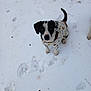 dog, snow, sweater, black_and_white, paw_prints, outdoor, winter, pet, canine, animal, cute, tail, looking_up, fur, cold, playful, nature, walking, footprints, frozen