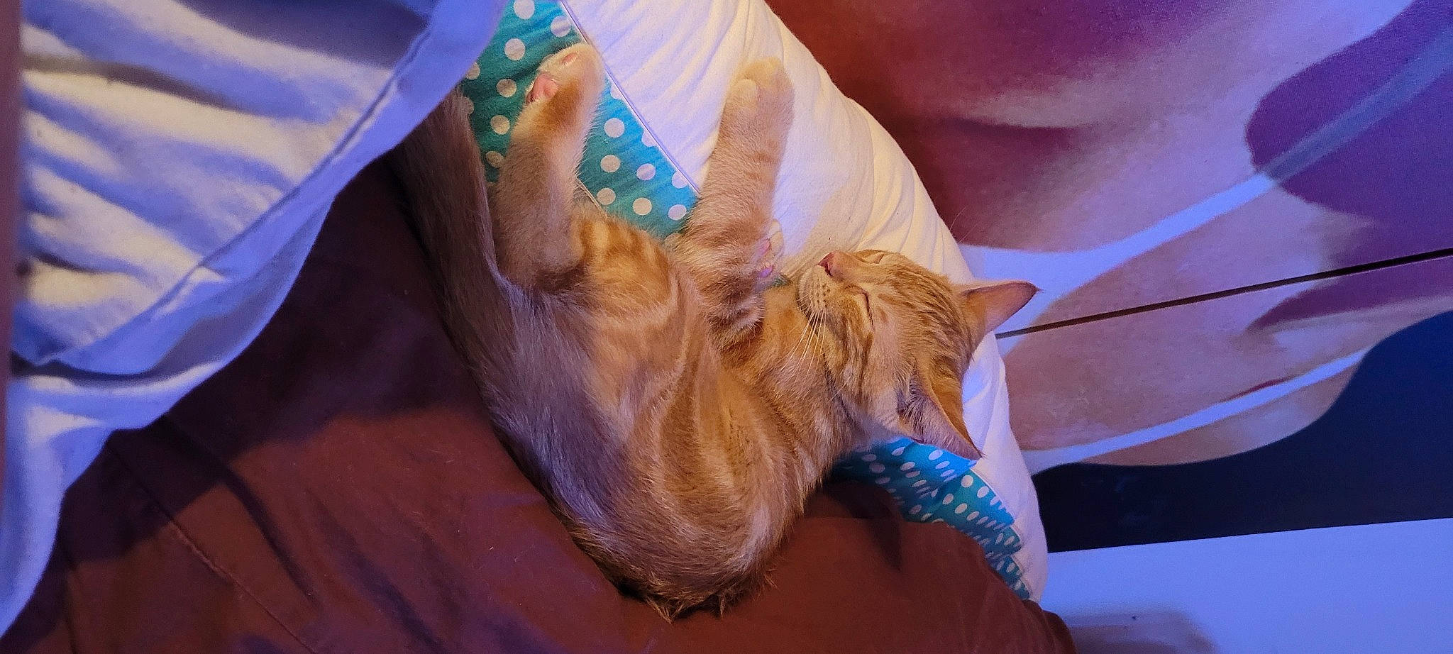 Lucifer a rejoint le concours — aidez-le/la à gagner de superbes lots ! carnivore, cat, claw, comfort, domestic_short_haired_cat, fawn, felidae, foot, fur, gesture, human_leg, leg, linens, nail, paw, small_to_medium_sized_cats, tail, thigh, whiskers, wood