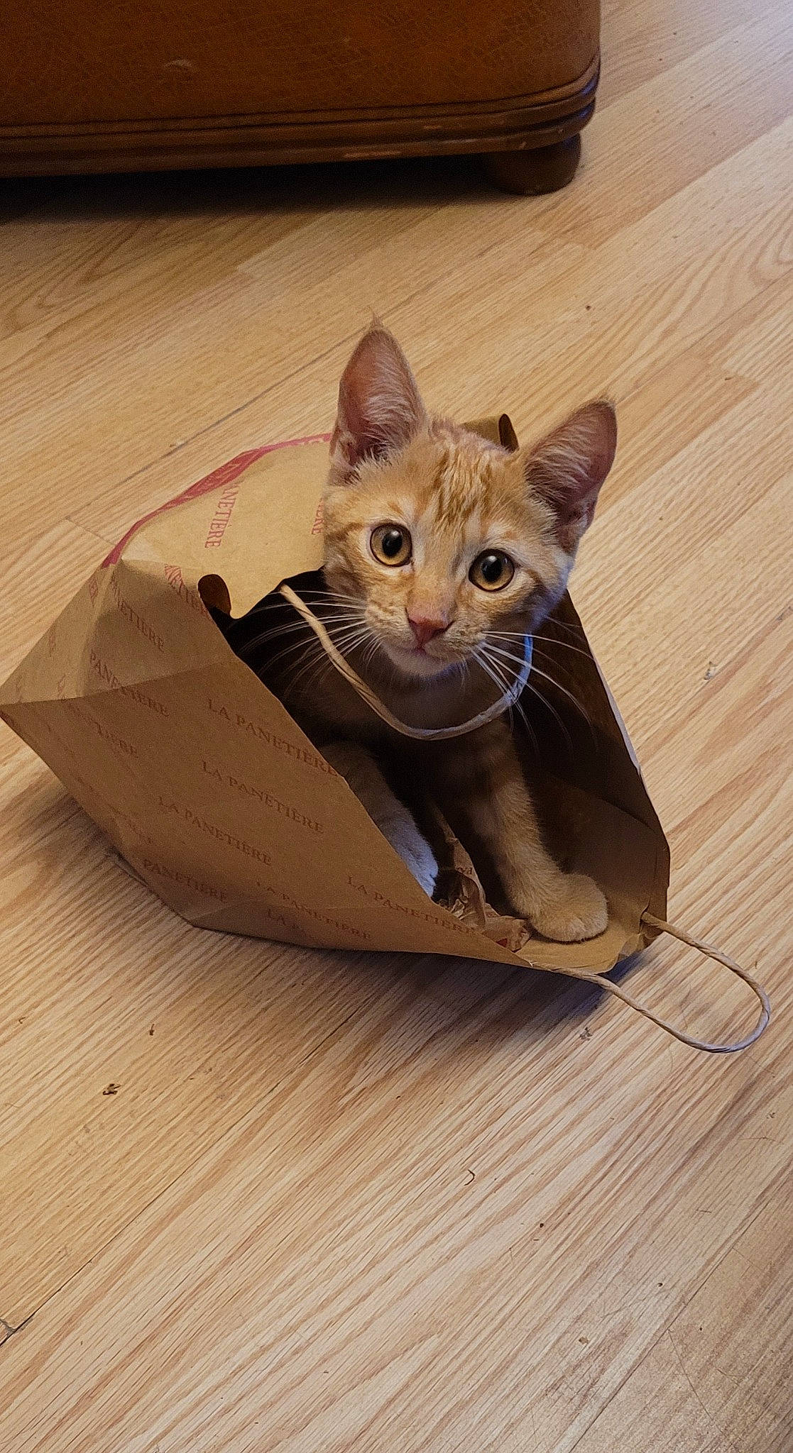 Lucifer participe au concours pour gagner de l'argent avec cette photo : beige, carnivore, cat, domestic_short_haired_cat, fawn, felidae, flooring, hardwood, metal, paw, plywood, small_to_medium_sized_cats, snout, tail, terrestrial_animal, varnish, whiskers, wood, wood_flooring, wood_stain