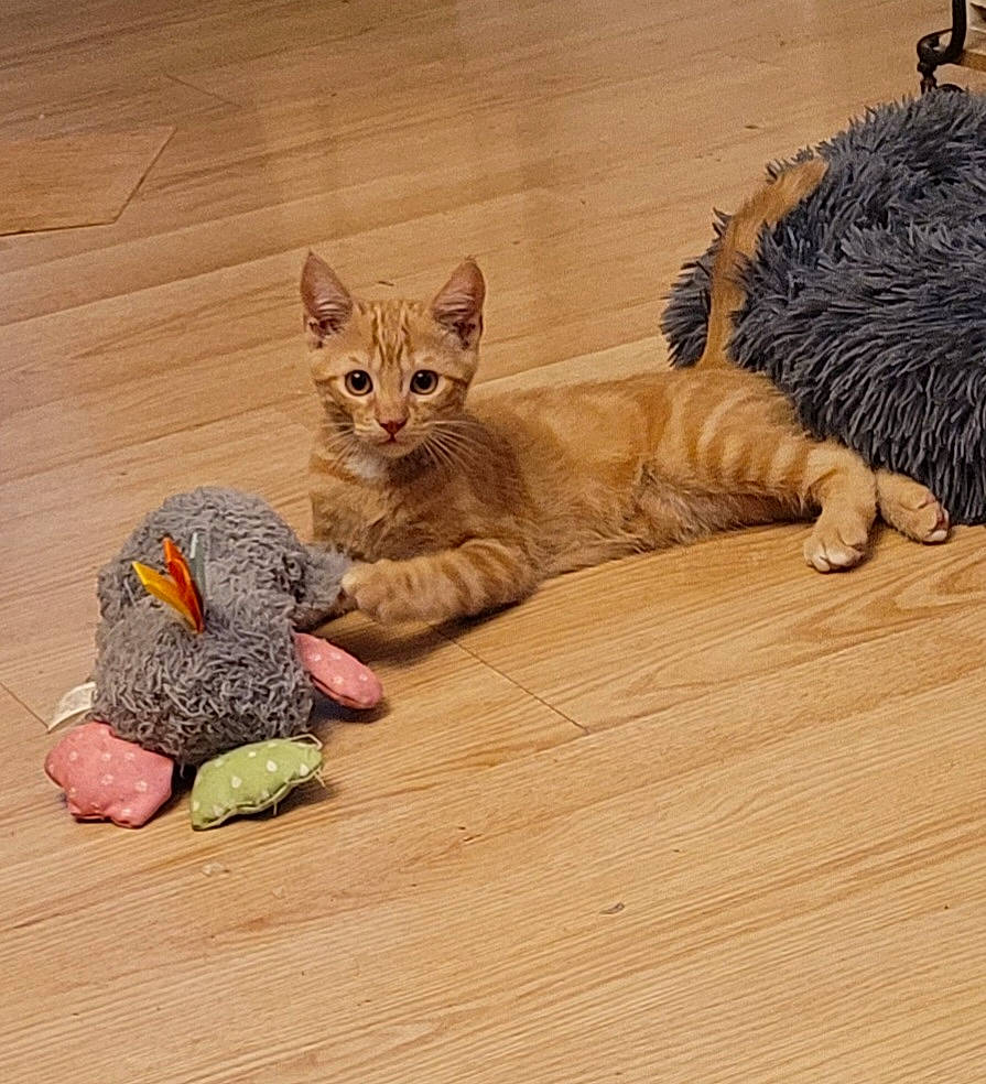 Lucifer participe au concours pour gagner de l'argent avec cette photo : carnivore, cat, claw, comfort, domestic_short_haired_cat, fawn, felidae, flooring, foot, fur, hardwood, paw, small_to_medium_sized_cats, snout, tail, terrestrial_animal, whiskers, wildlife, wood, wood_flooring