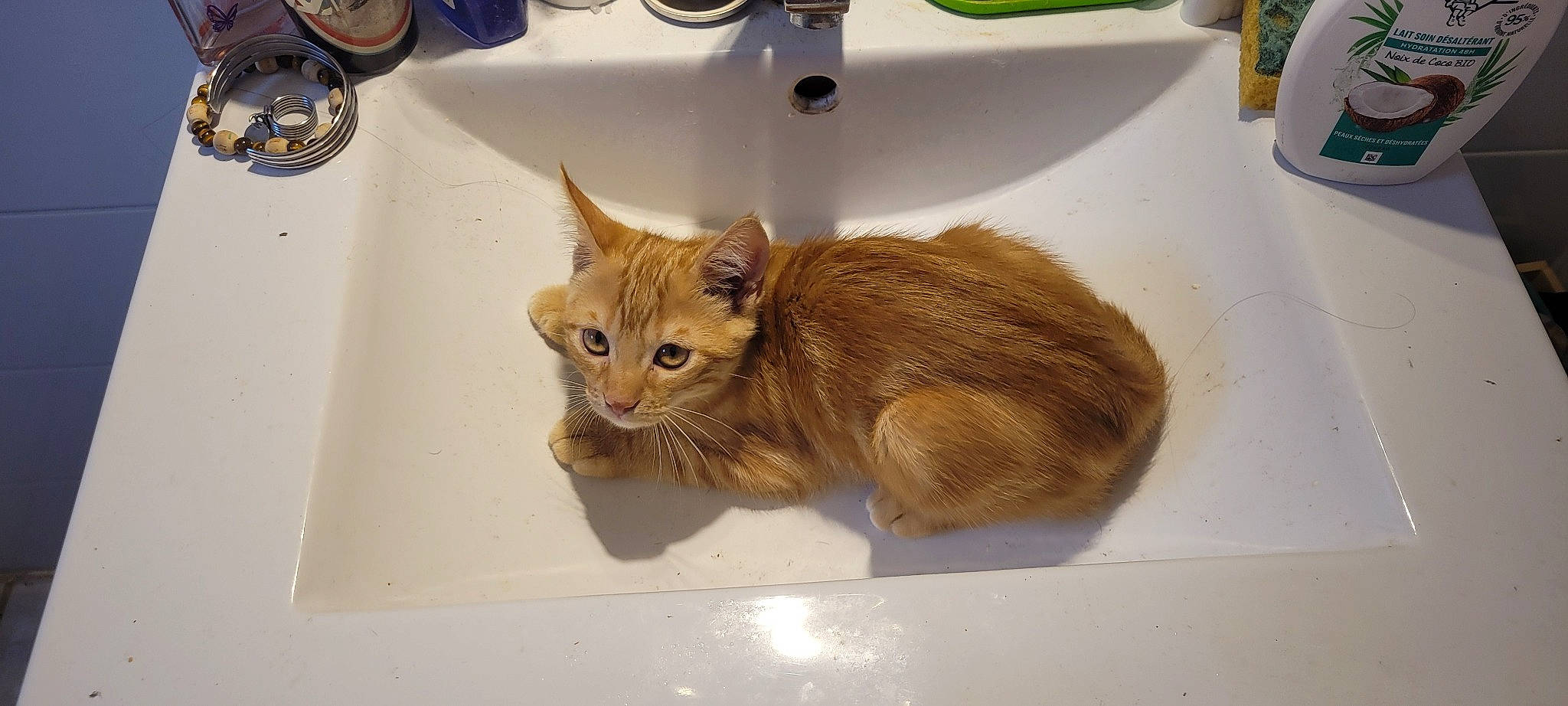 Lucifer participe au concours pour gagner de l'argent avec cette photo : bathroom_cabinet, carnivore, cat, claw, domestic_short_haired_cat, fawn, felidae, fur, liver, paw, plumbing_fixture, sink, small_to_medium_sized_cats, snout, tail, tap, terrestrial_animal, whiskers, wood