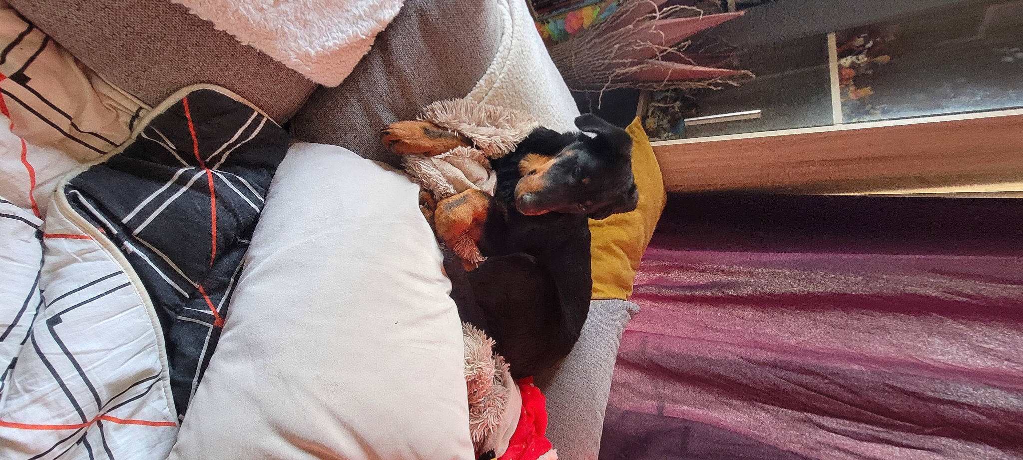 Jinx participe au concours pour gagner de l'argent avec cette photo : bed, canidae, carnivore, comfort, companion_dog, couch, dog, dog_breed, ear, fawn, felidae, fur, linens, pillow, small_to_medium_sized_cats, snout, sporting_group, throw_pillow, toy_dog, whiskers